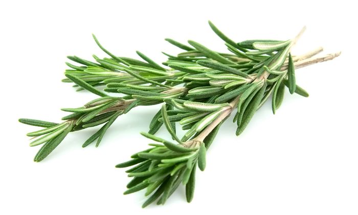 9167419 – fresh rosemary closeup on the white background